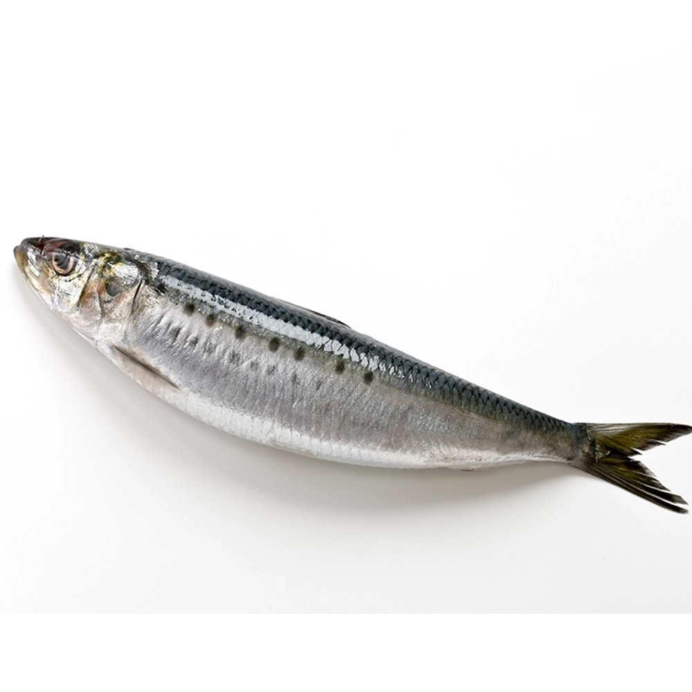 Fresh Sardines