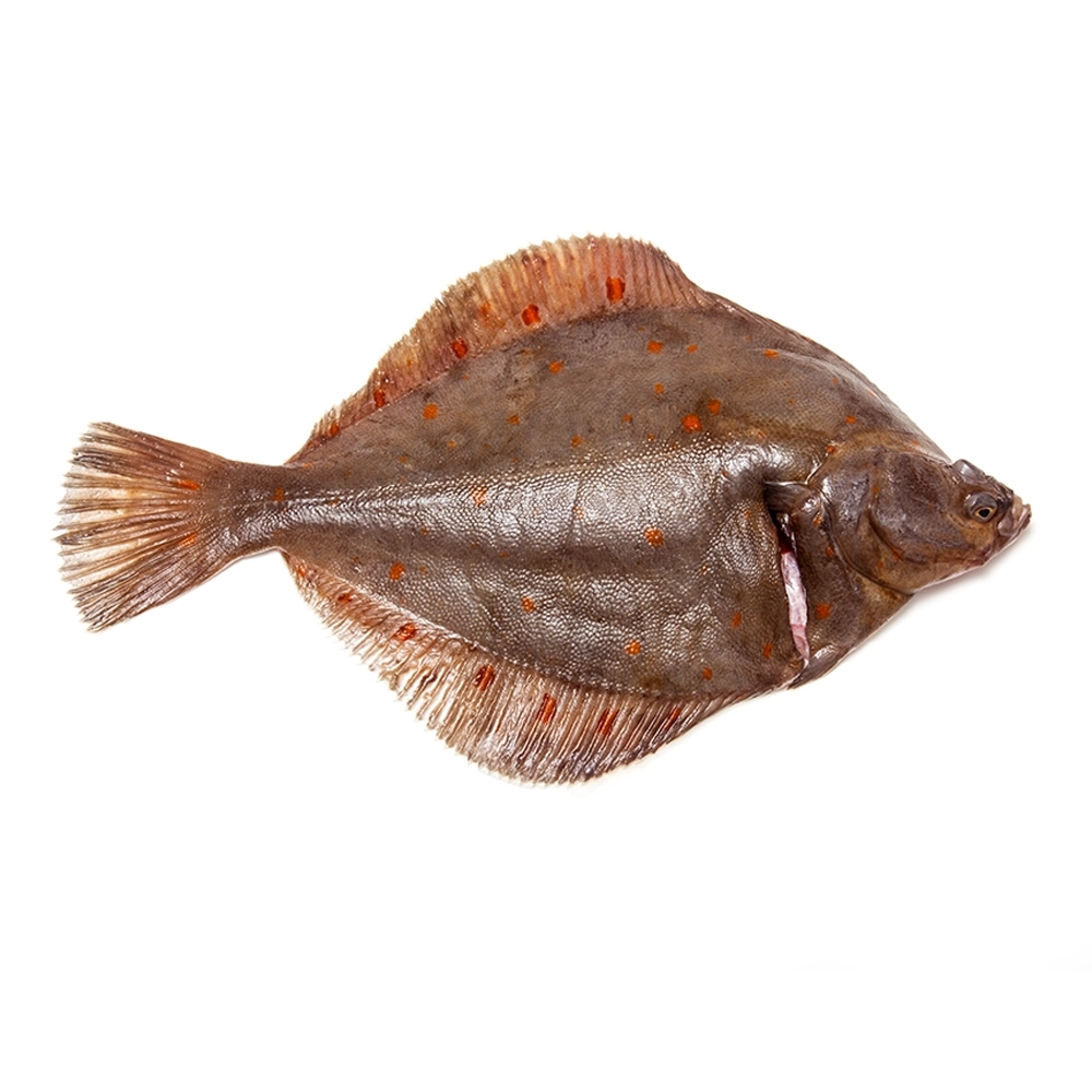 Fresh Plaice