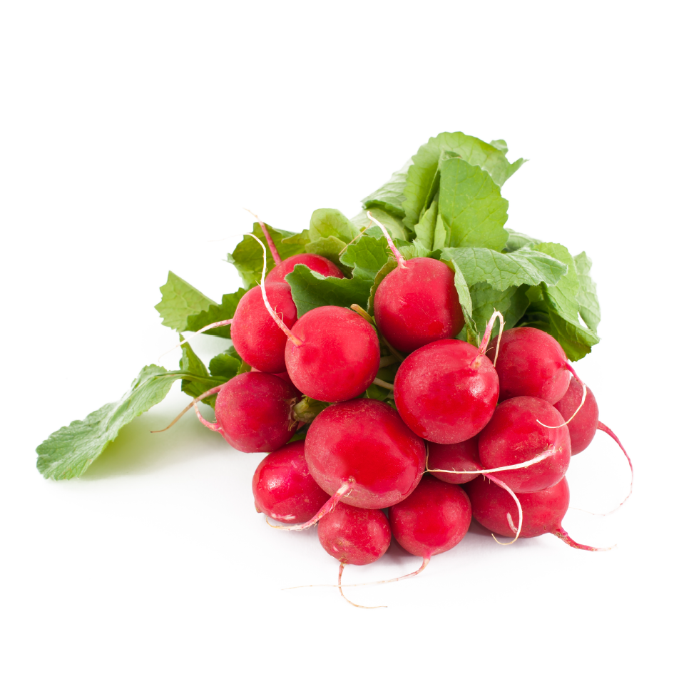 Fresh Bunch of Radish