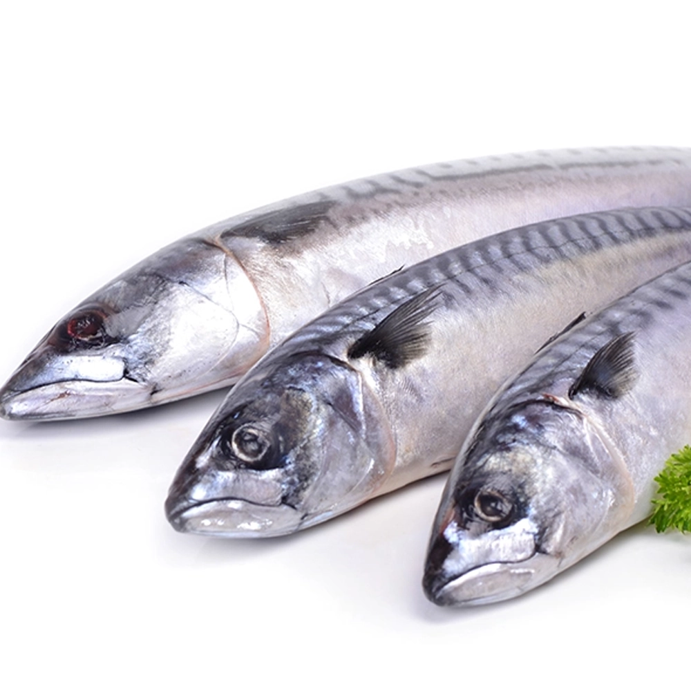 Fresh Large Mackerel Fish