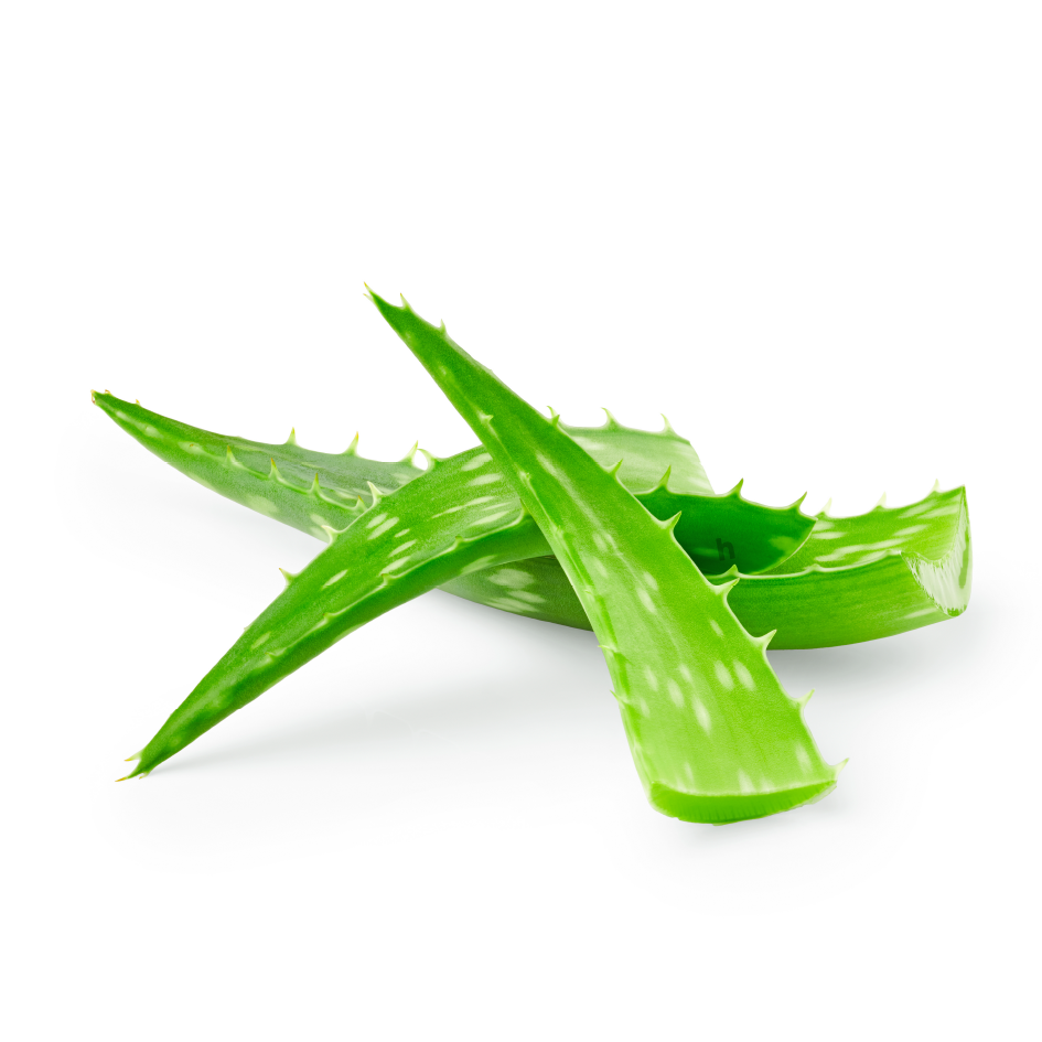 Fresh Aloe Vera