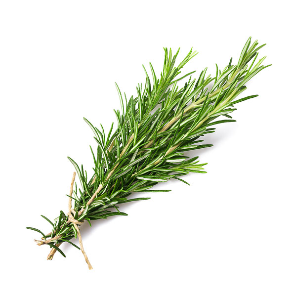 Bunch of Fresh Rosemary