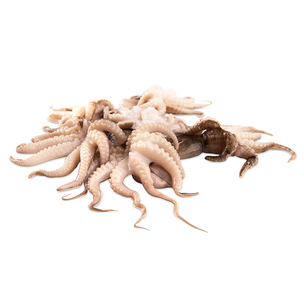 Fresh Baby Octopus