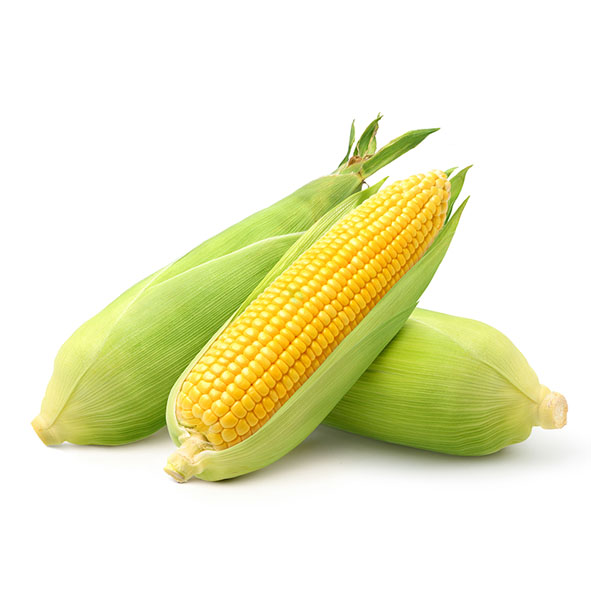 Fresh Corn