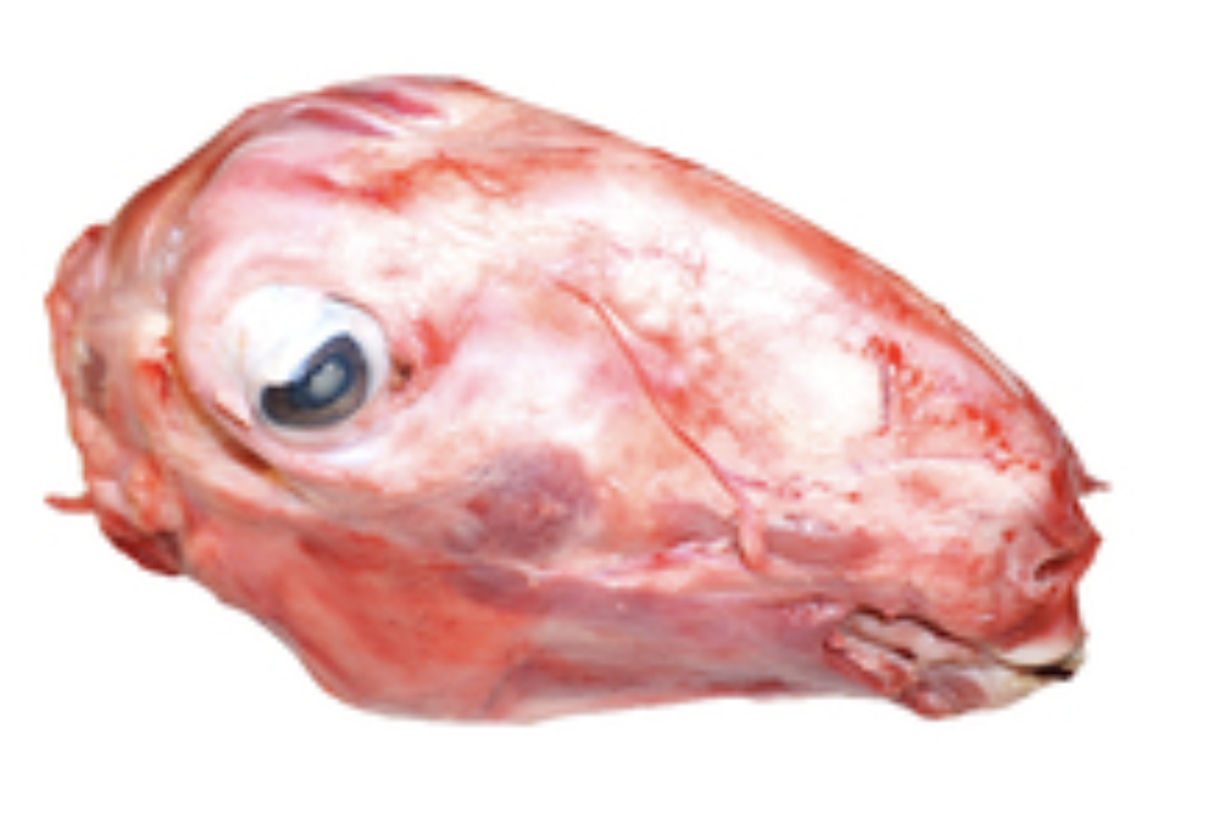 Fresh Halal Lamb Head