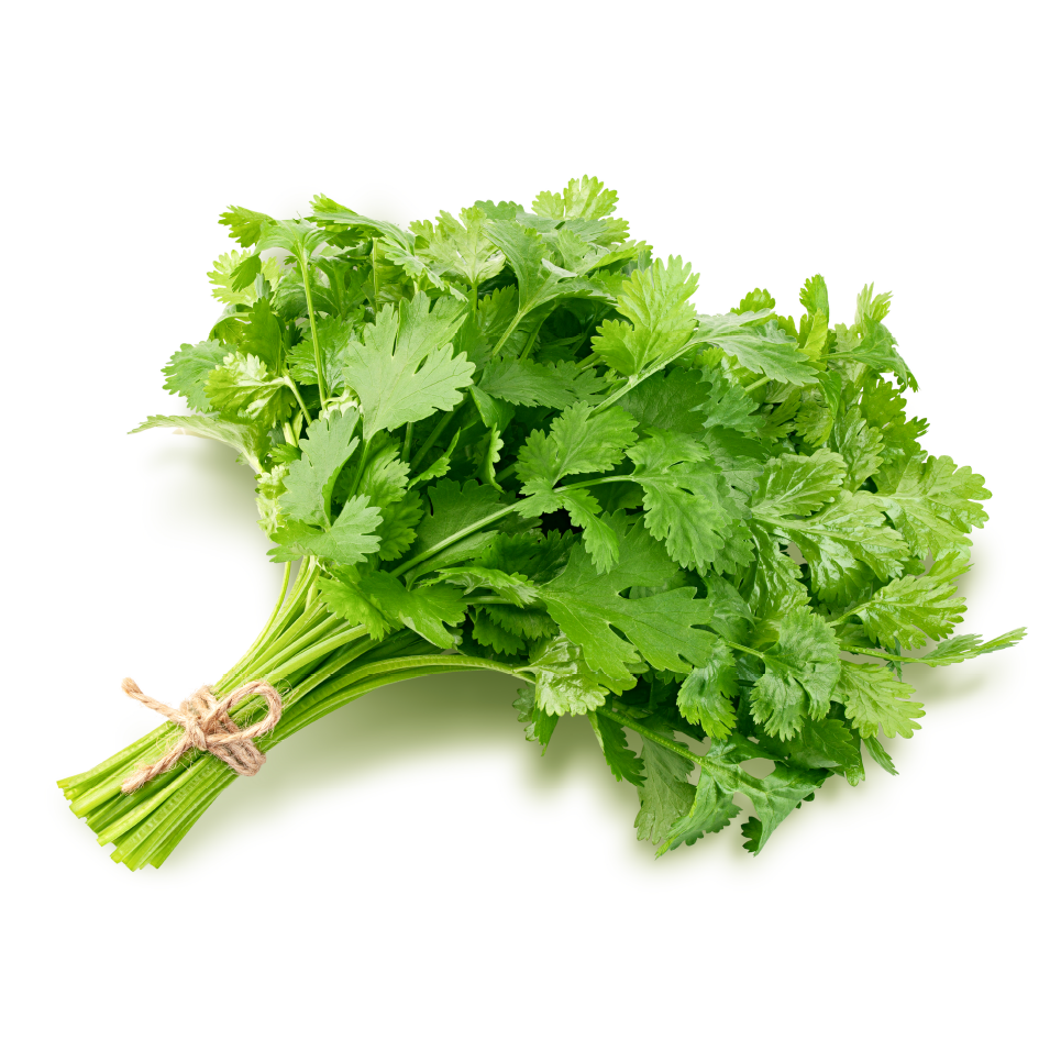 Bunch of Fresh Coriander