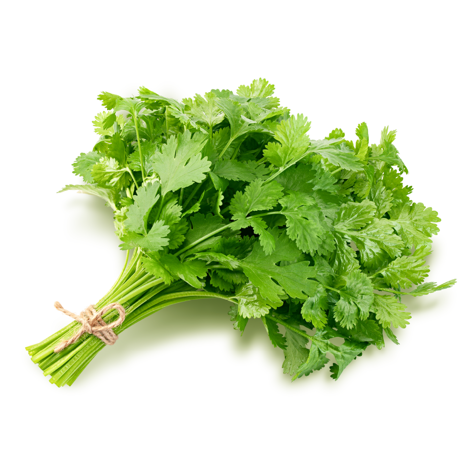 Bunch of Fresh Coriander