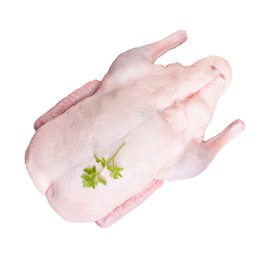Fresh Halal Large Duck