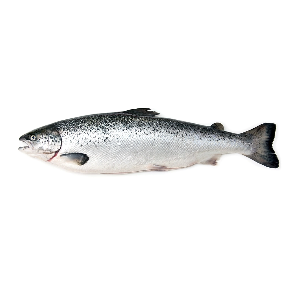 Fresh Whole Salmon Fish