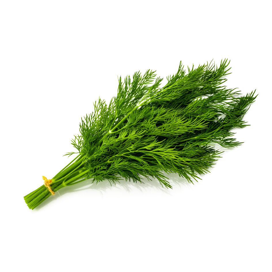 Bunch of Fresh Dill