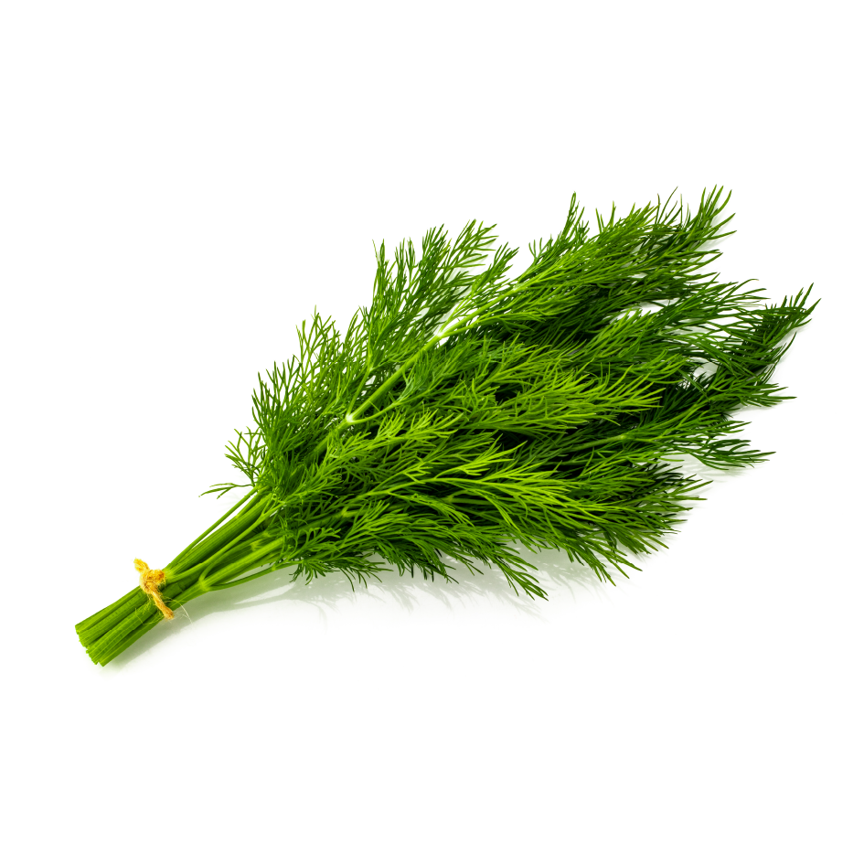 Bunch of Fresh Dill