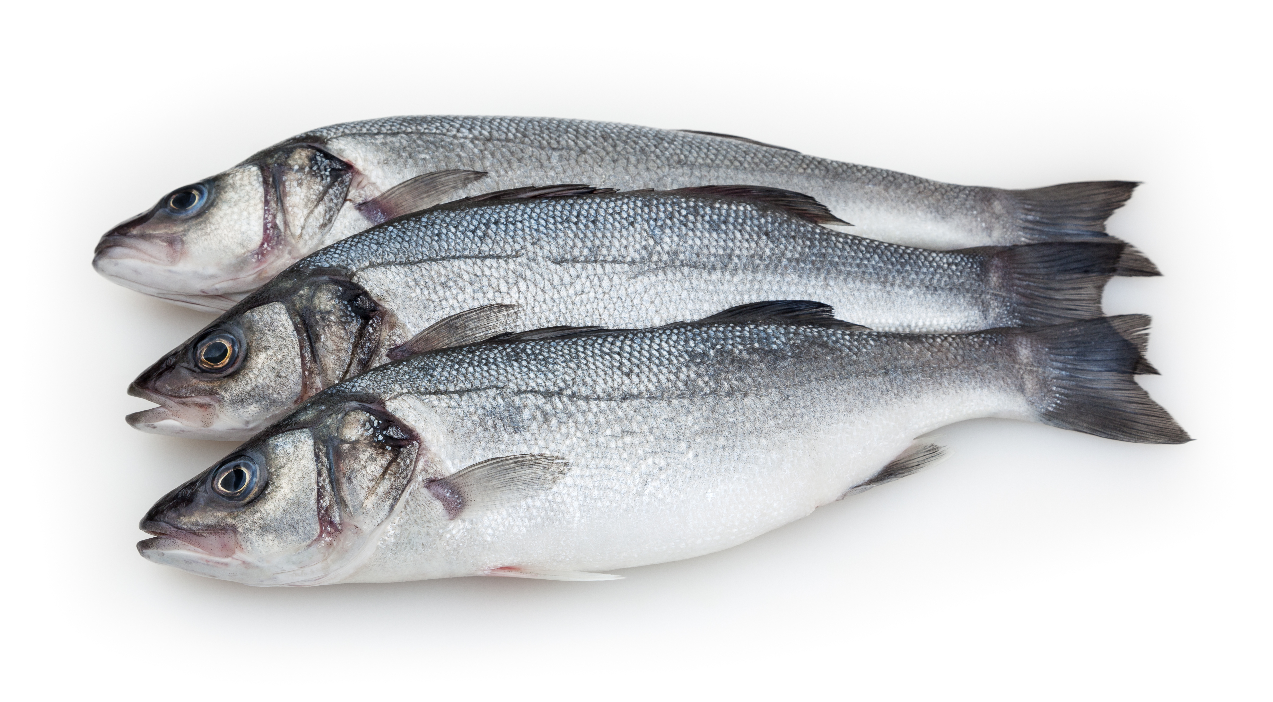 Fresh X-Large Sea Bass | Twin Offer
