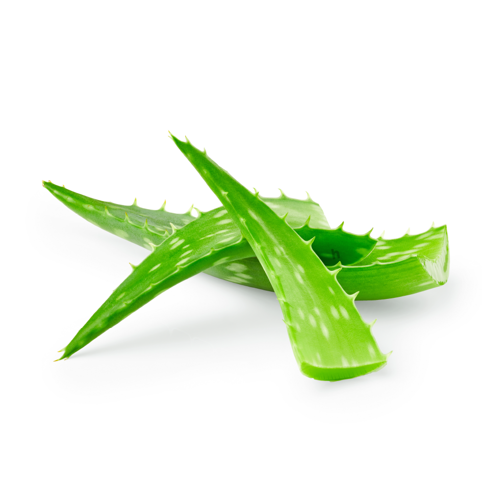 Fresh Large Aloe Vera