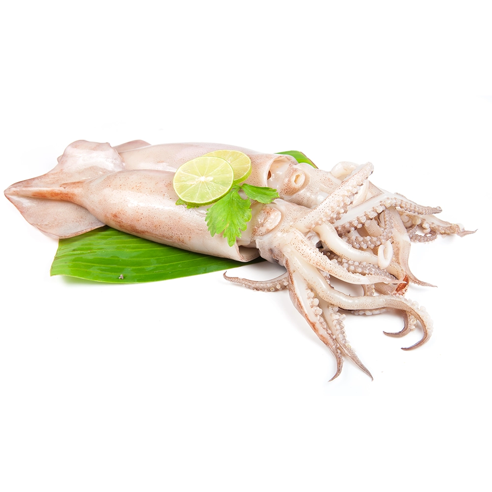 Fresh Squids