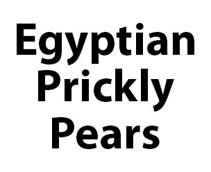 Egyptian Prickly Pears