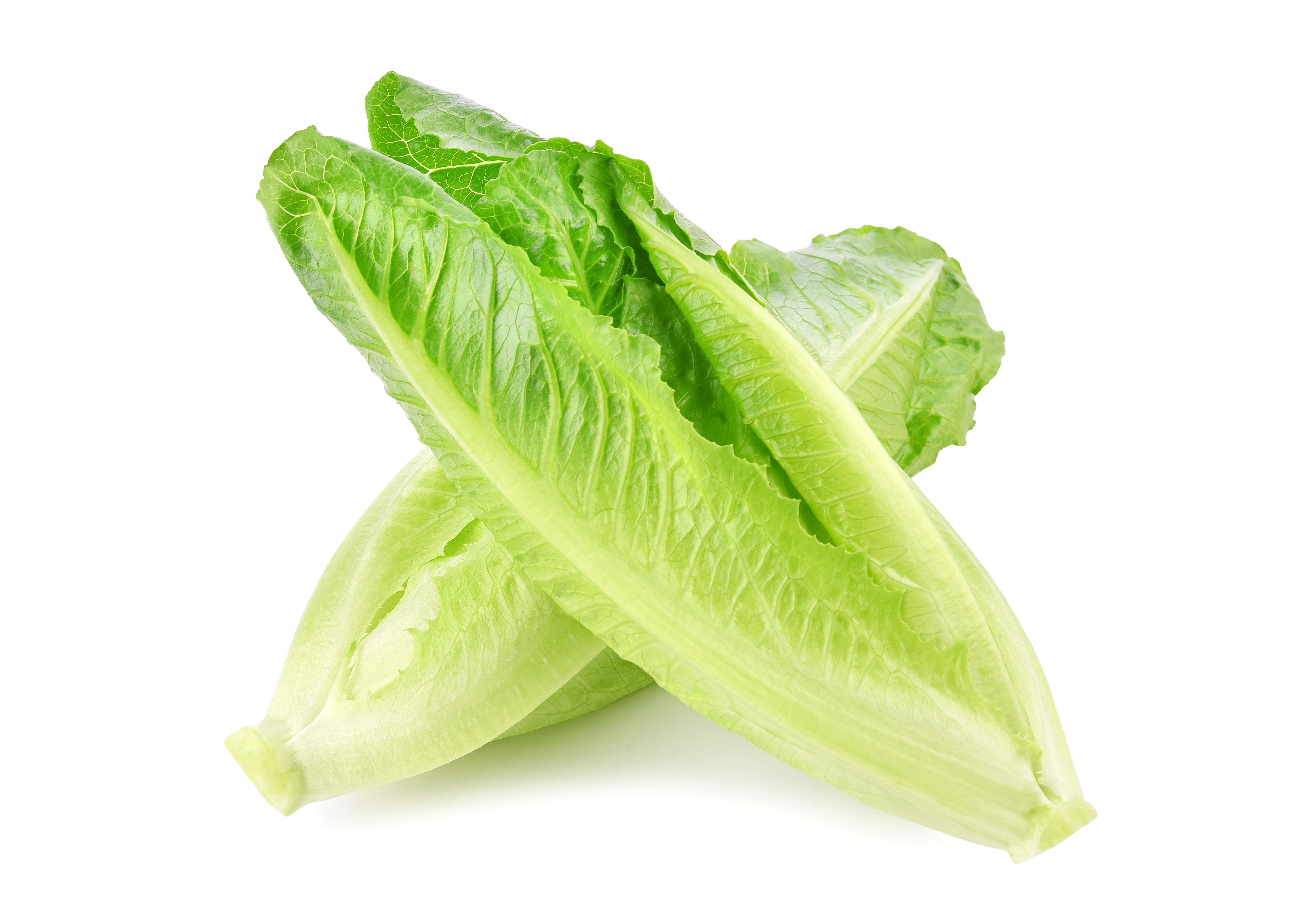 Fresh Roman Lettuce