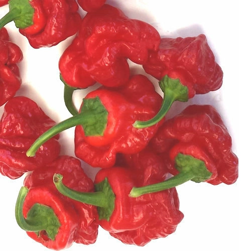 Fresh Scotch Bonnet Red Chillies