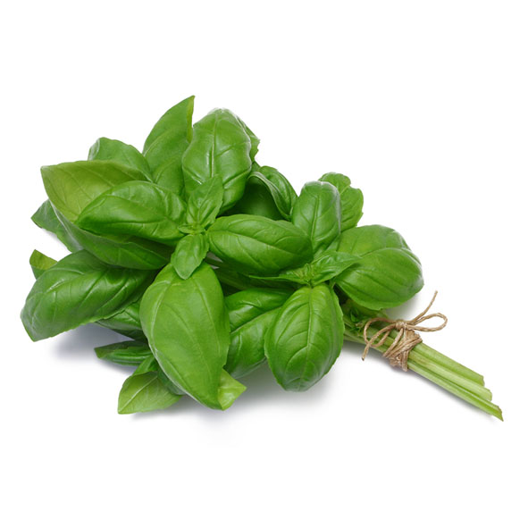 Bunch of Fresh Basil