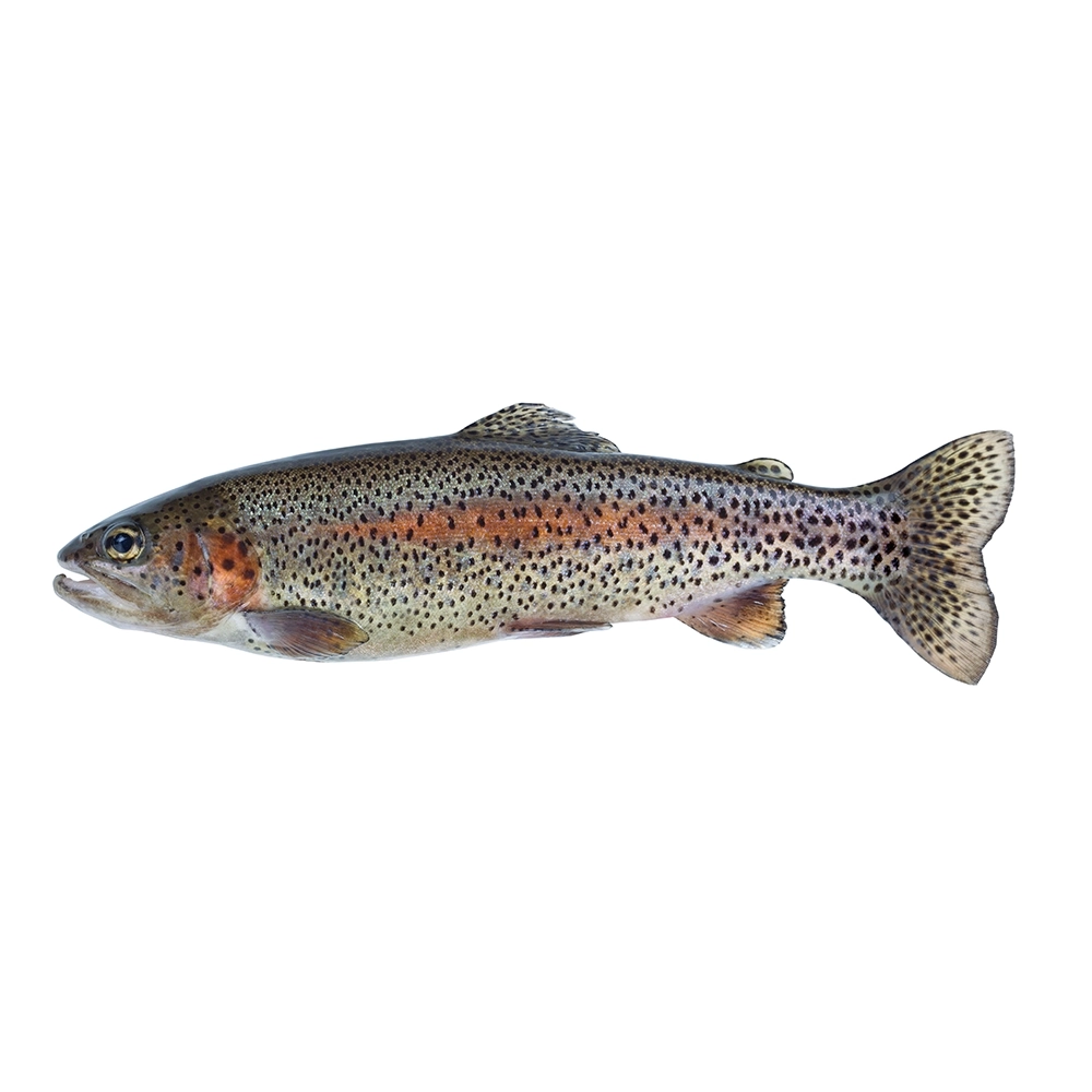 Fresh Rainbow Trout